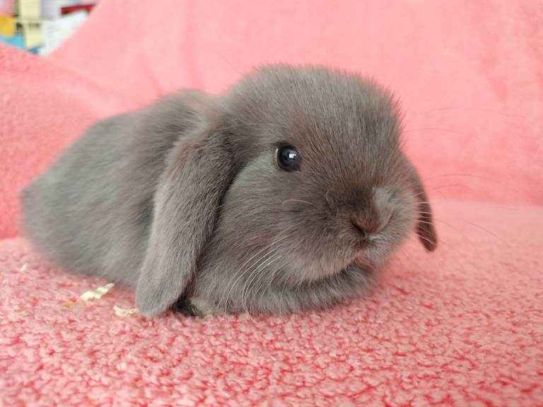 Baby mini lops and mini rexes for sale 