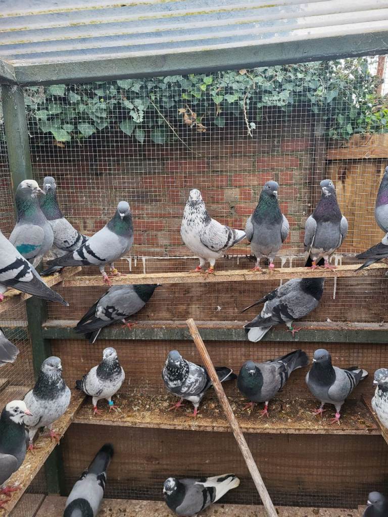 ENGLISH HIGH FLYER FOR SELL