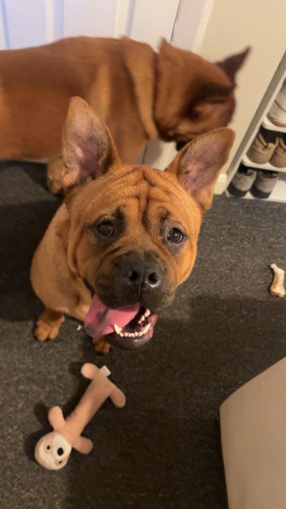 2 Male chow x boxer dogs 