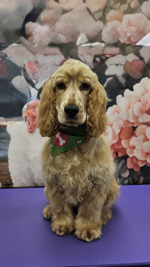 Kc reg show cocker spaniel 