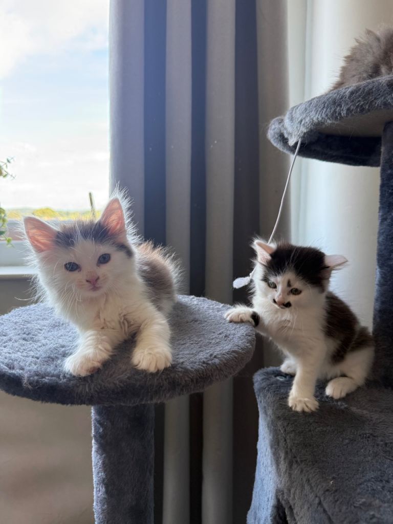 Fluffy kittens for sale