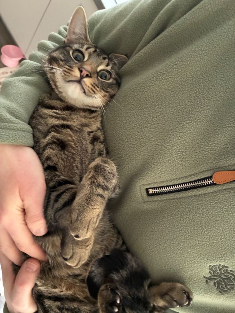 Tabby Cat 