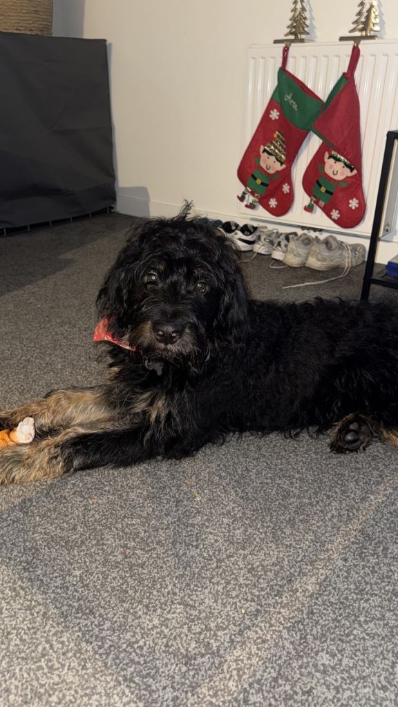 Roodle (Rottweiler cross poodle)