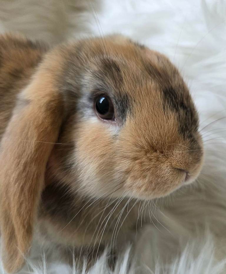 Beautiful mini lop boys and girls avalible