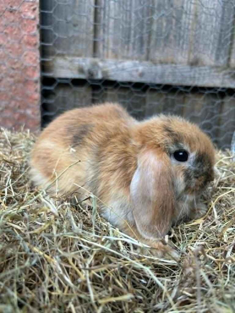 4 Mini Lop, 3 Netherland Dwarf