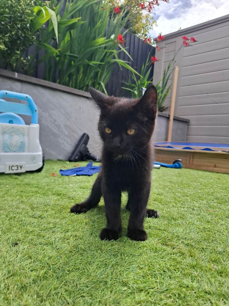 🐾 Beautiful Female Kittens Looking for Loving Homes 🐾