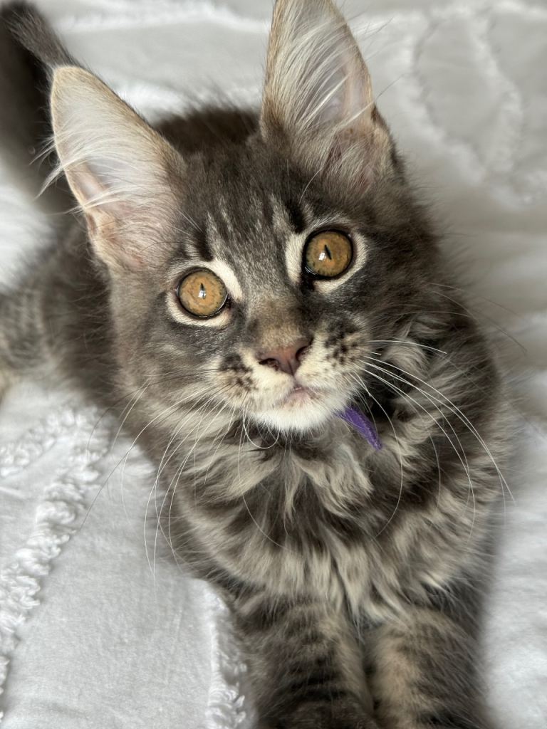 🐾 ACTIVE GCCF MAINE COON KITTEN  READY NOW 🐾