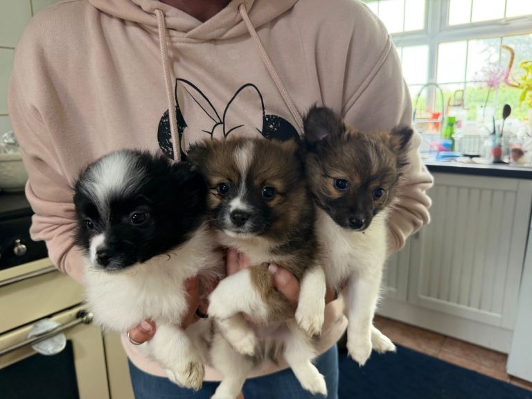 Pomchi 