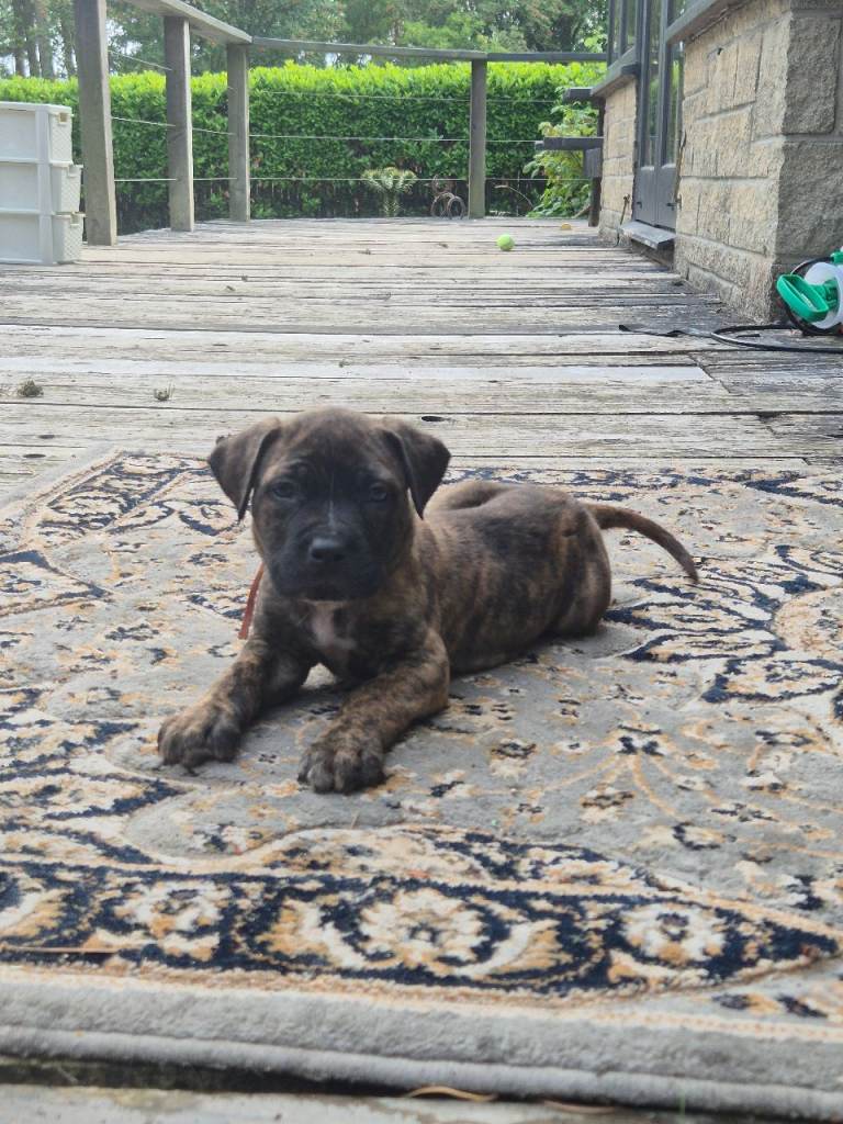 *Last male pup avaliable * orange collar