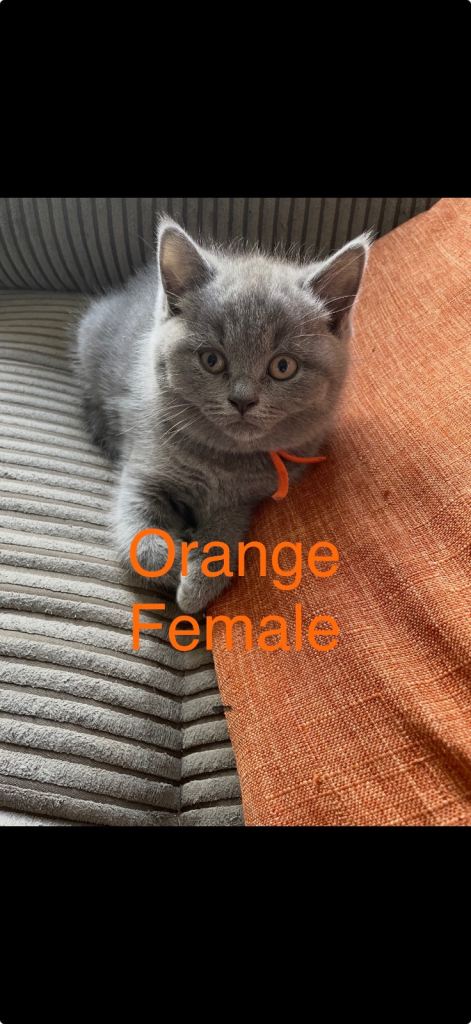 Blue British shorthair kittens 