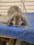 opal mini plush lop