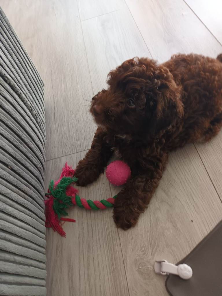 Ted Chocolate F1b cockerpoo Male