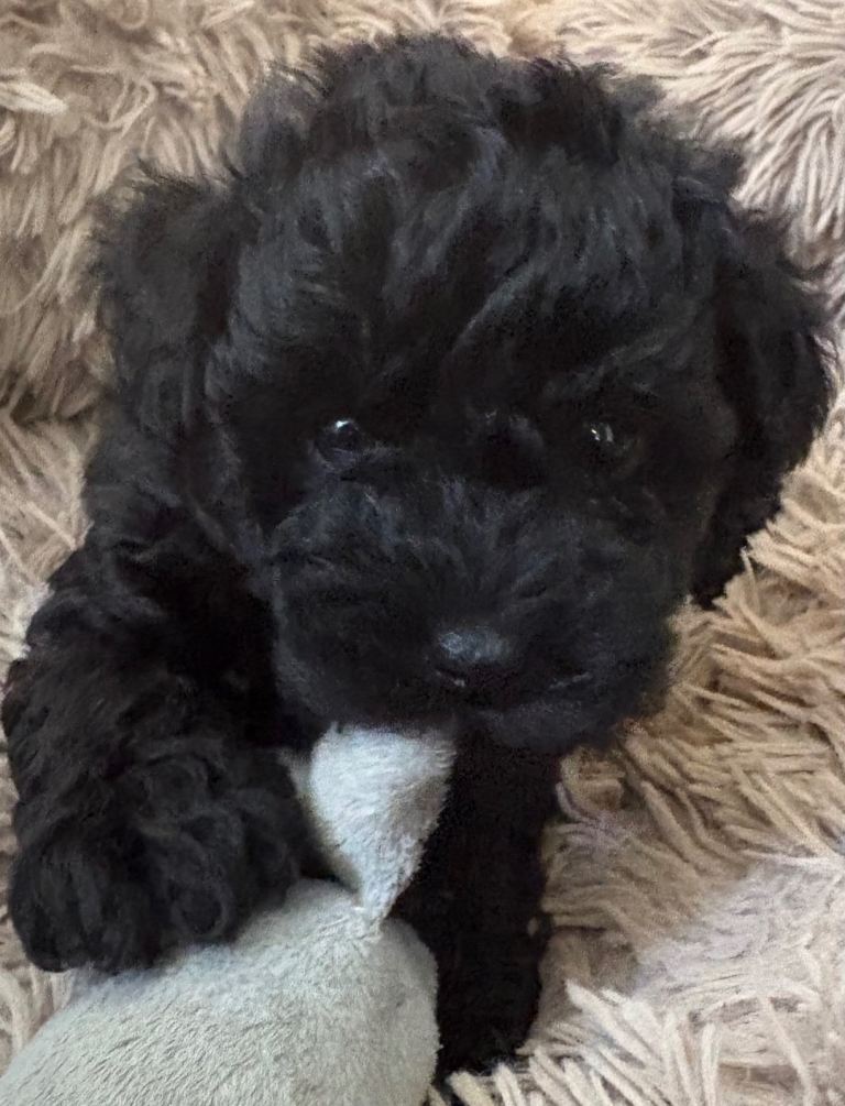 Mini Poodle x Jack Russell (3/4 Poodle) Puppies – Ready Soon