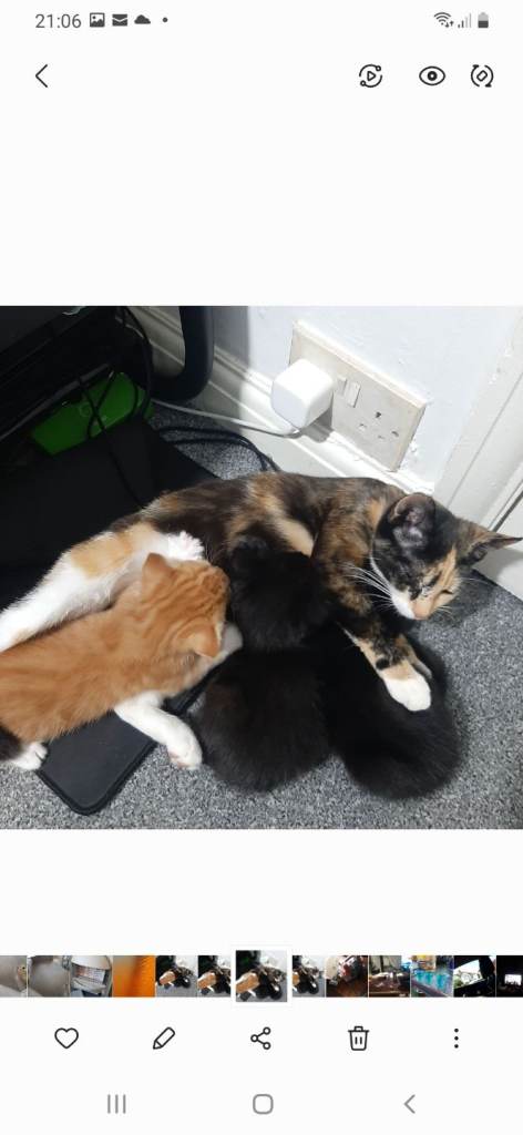 Kittens