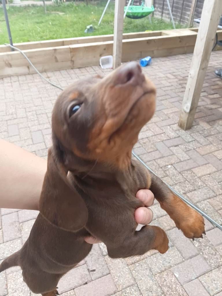 Dashund puppies 