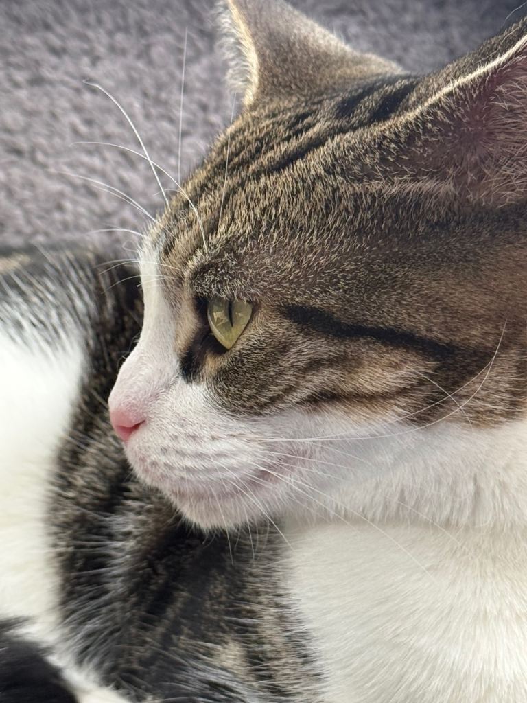 image for Help find a forever home for Mila💕🐱