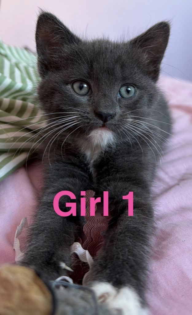 Mix breed x shorthair 3 female kittens 