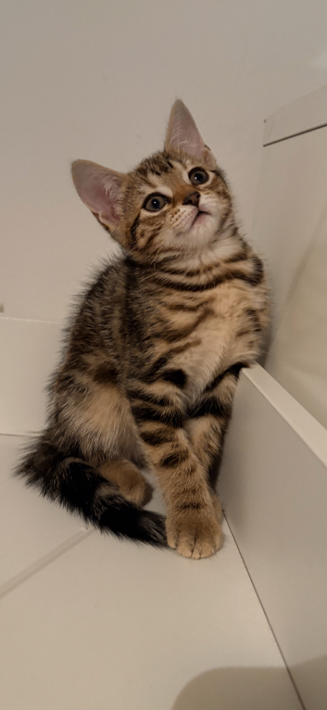 Mixed bengal kittens two boys still available 