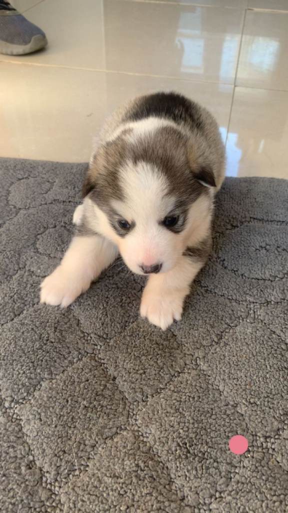 Husky puppies 