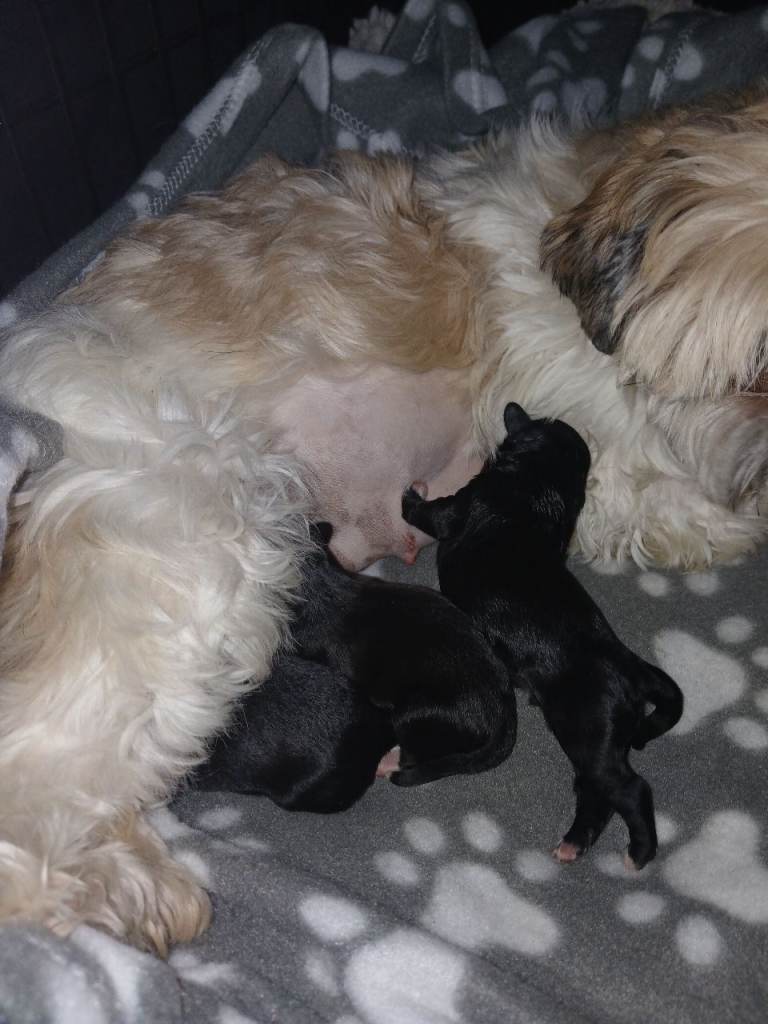 Toy shih-poo puppies 