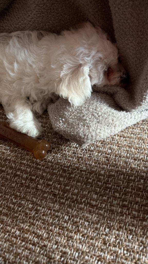 Puppy 10 week old bichon fries