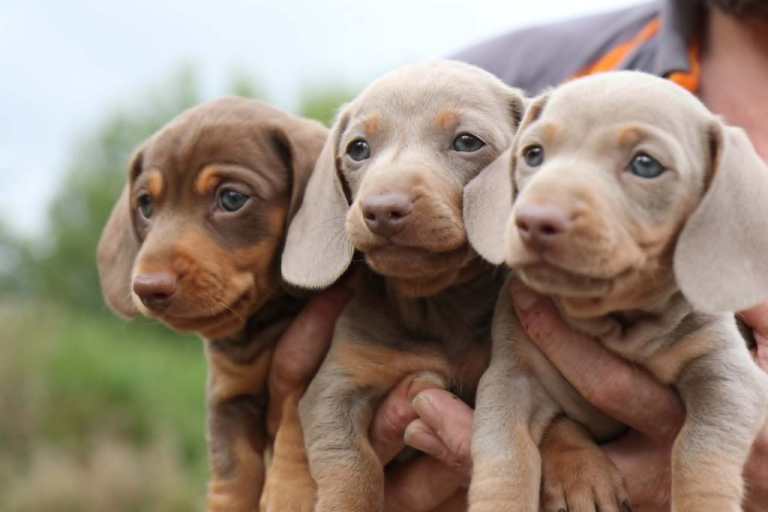 Beautiful KC Registered Miniature Dachshund Puppies