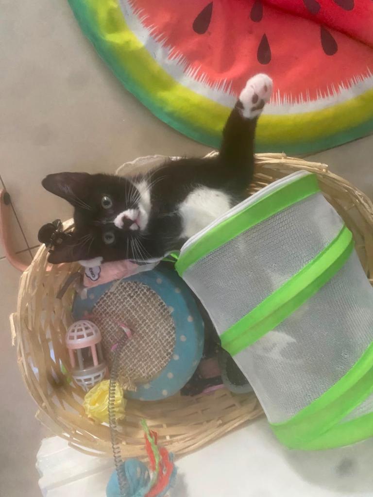 Tuxedo kitten for sale