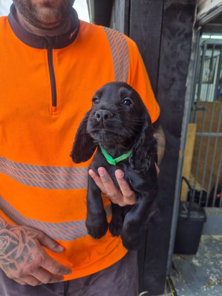 Cocker spaniel puppies