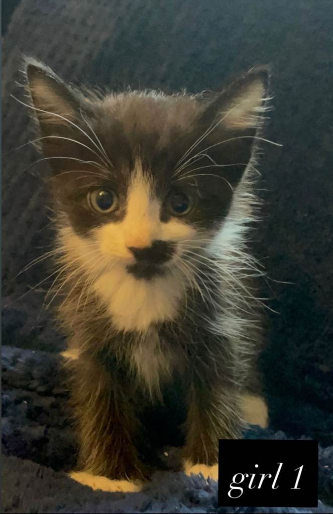 4 Tuxedo kittens for sale