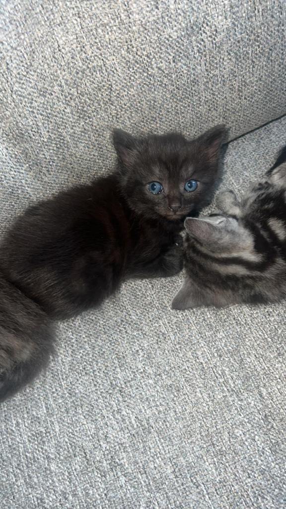 Black female kitten for sale collection only
