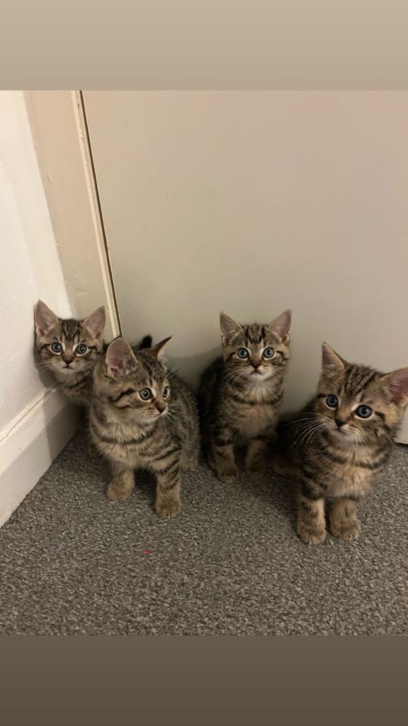 Beautiful 8 Week Old Tabby Kittens Ready Now