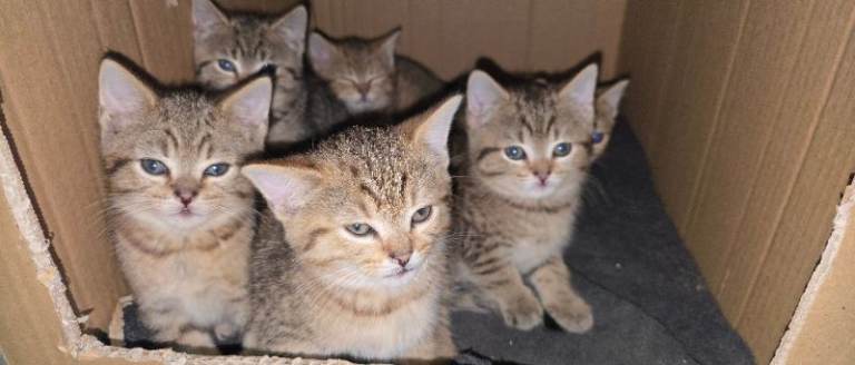 kitten looking forever home 
