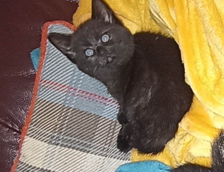 Beautiful fluffy kittens 