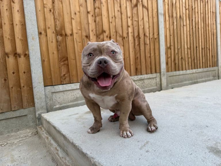 American pocket bully puppies 
