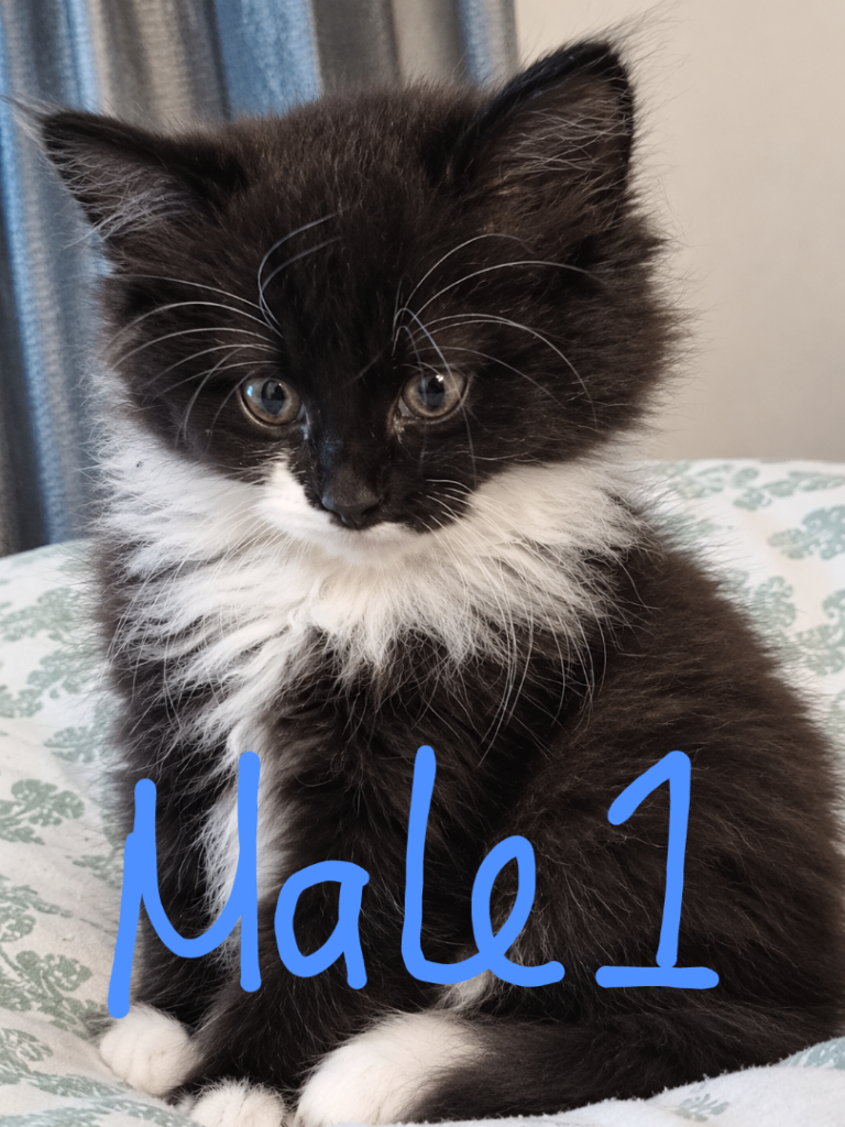 😍GORGEOUS SEMI-LONGHAIR CHANTILLY TIFFANY KITTENS 