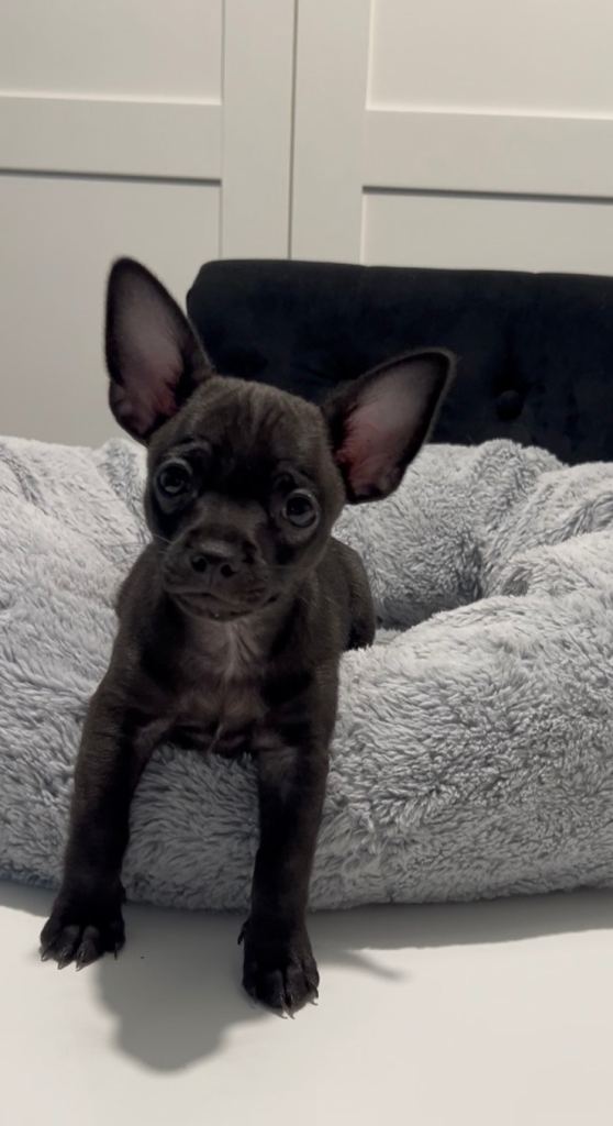 Black Chihuahua puppy READY TO GO