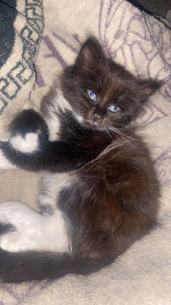 Kittens. please don’t message unless serious. 