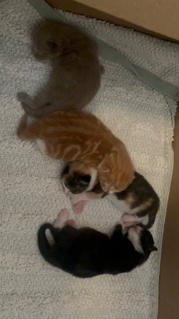 3 female 1 male 6 weeks old looking for their forever home and family 