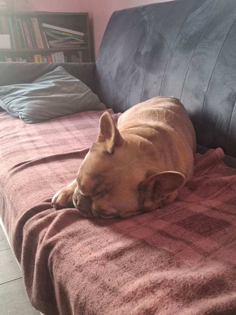 French bulldog