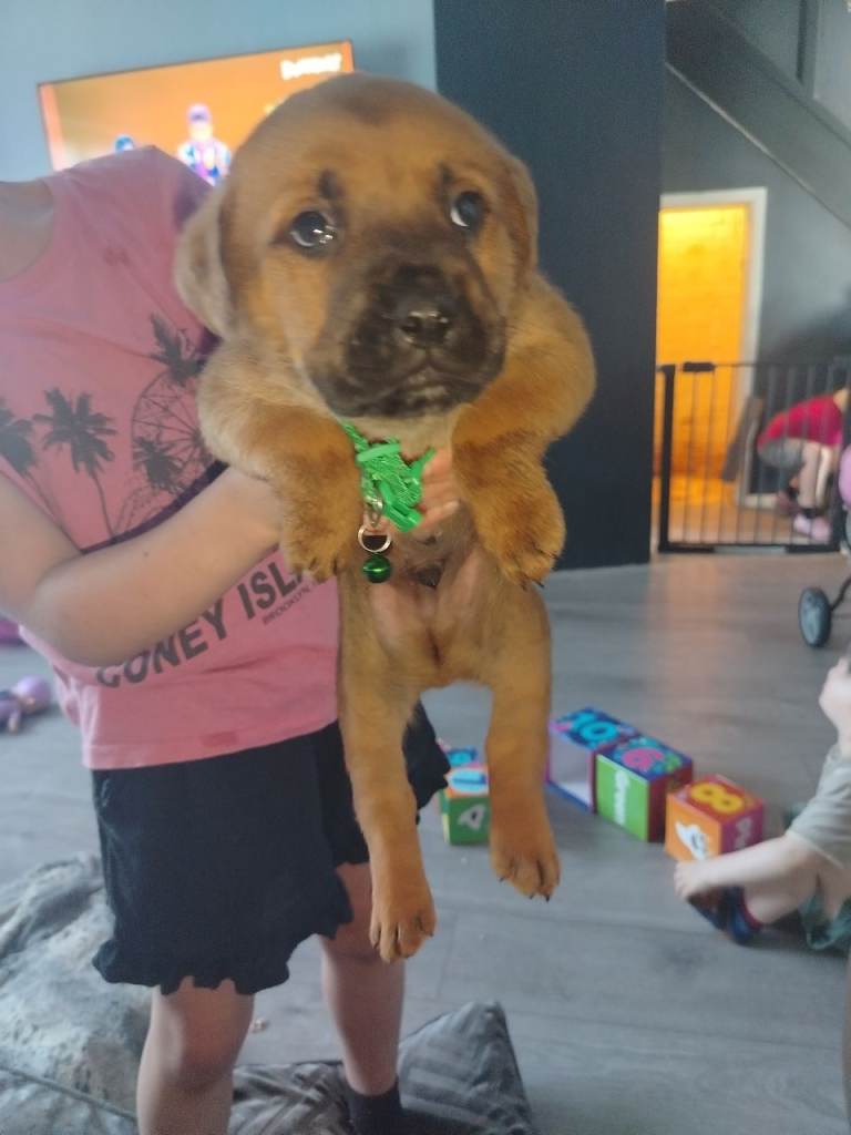 Mastiff mix puppies 