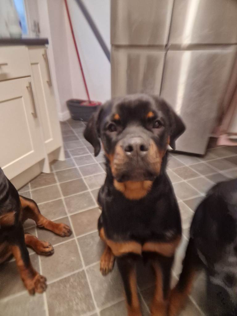 Female rottweiler 