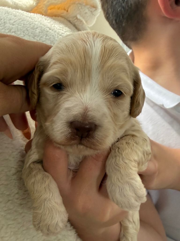 F1 cockerpoo Puppys 