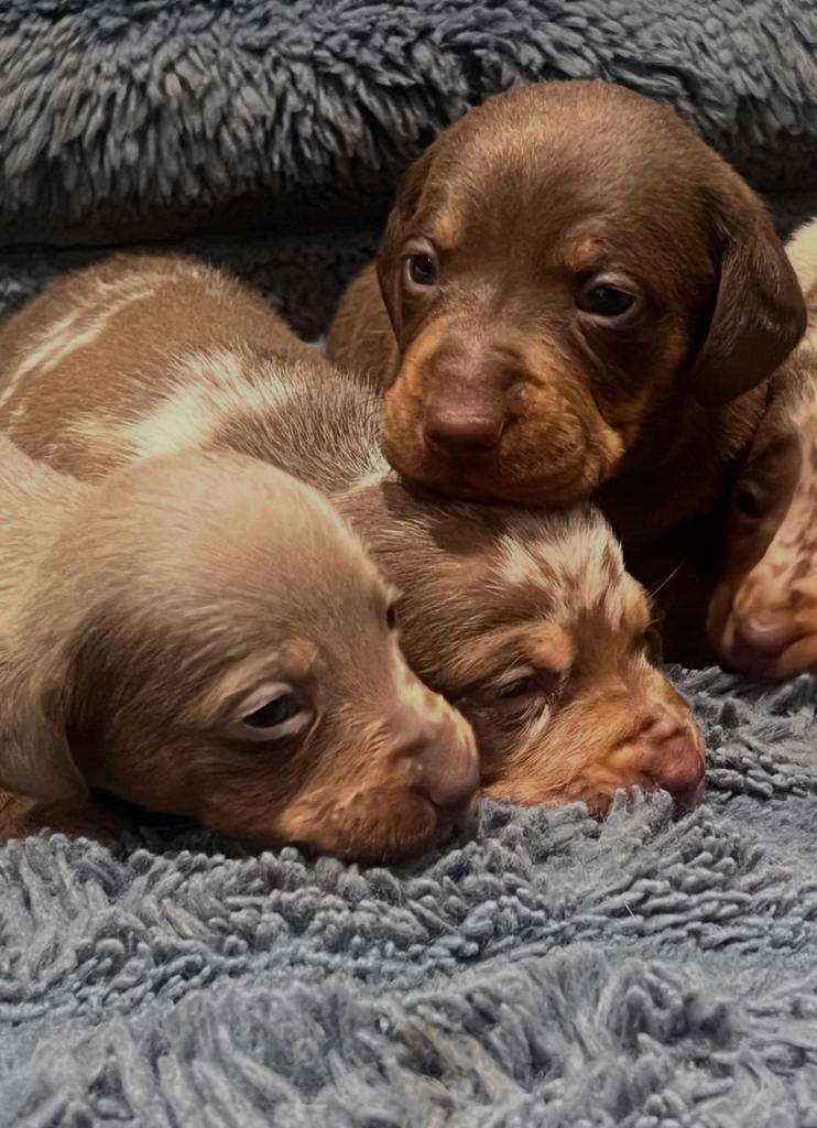 KC Registered Miniature Dachshund Puppies 