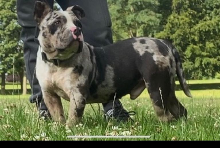 Merle Male Pocket For Sale Very Friendly 