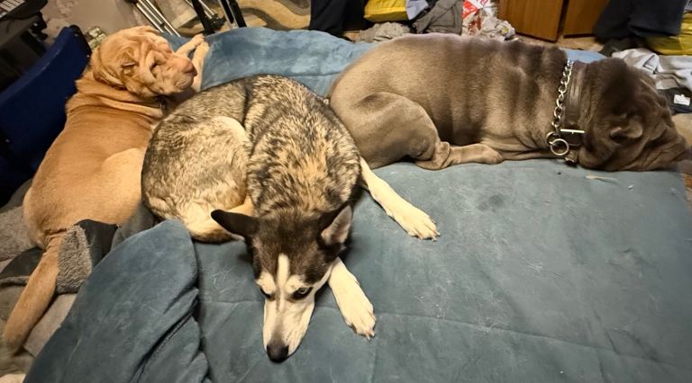 6 year old full husky needs forever home 