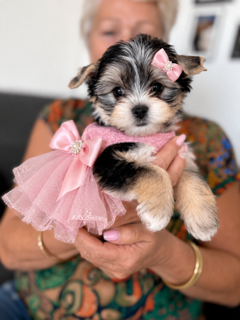 Beautiful Yorkshire Terrier Biewer Girl Available