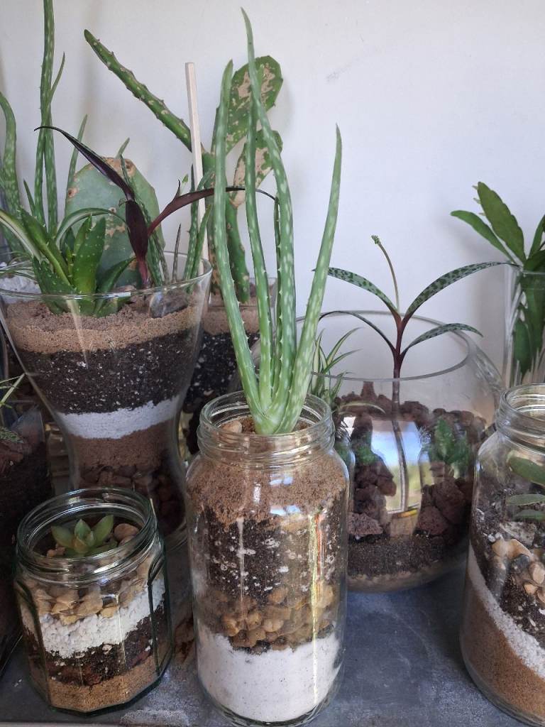 Aloe Vera in Glass Jars - Terrarium Style