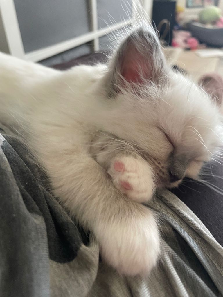 Pedigree Ragdolls Kittens
