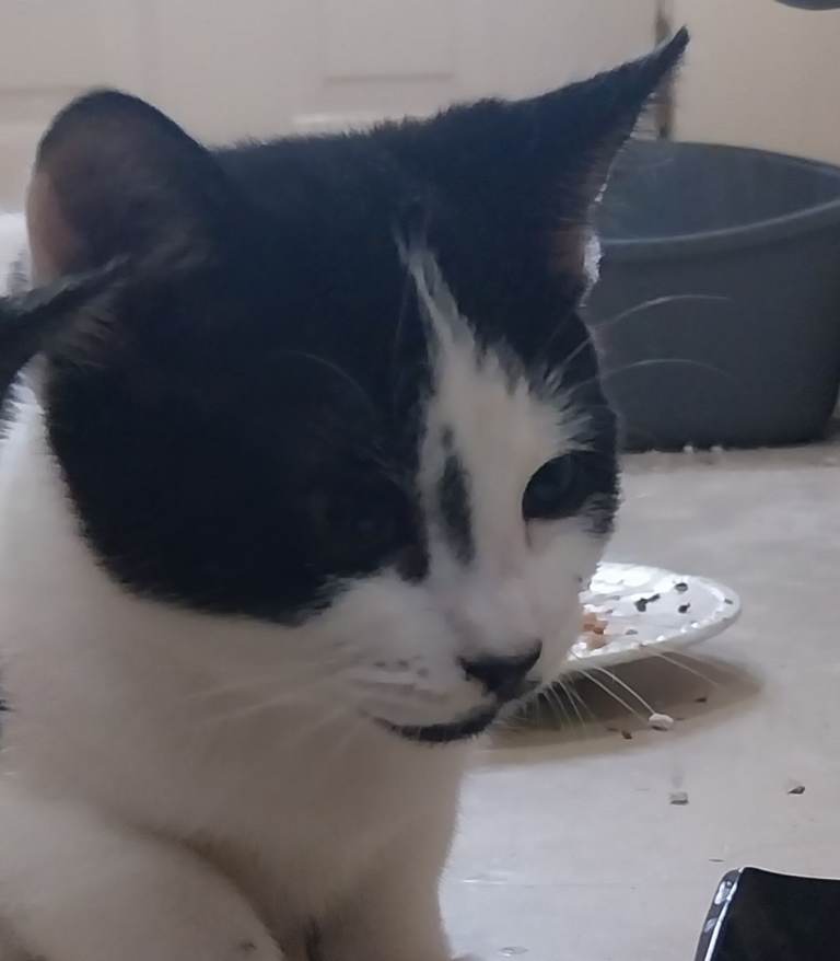Black and white kitten ( female )