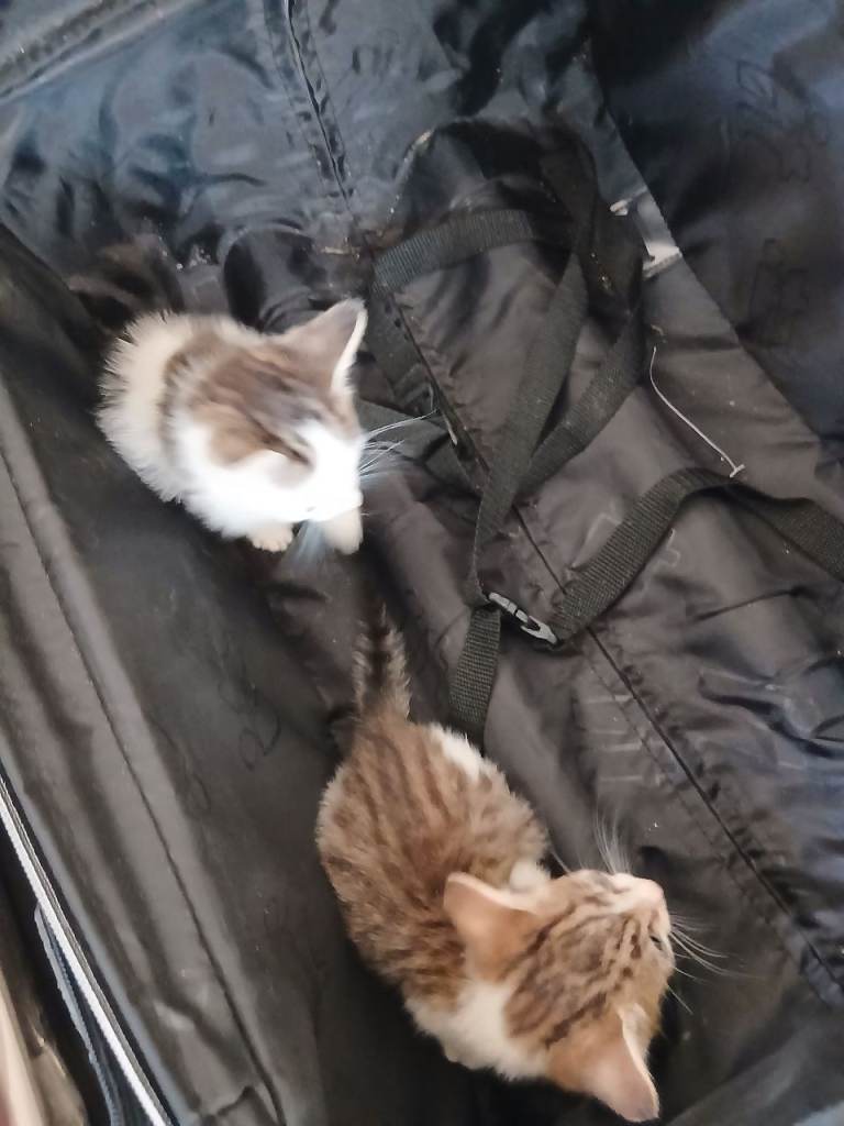 Cat for sale